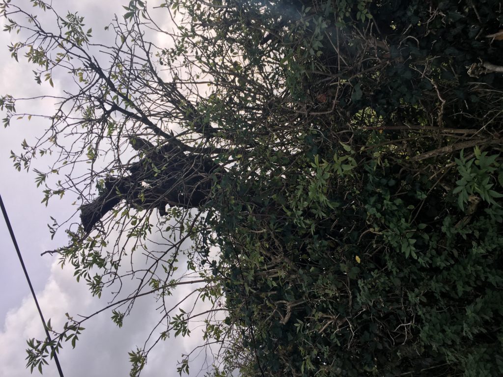 What remains of the whitethorn bush on the roadside in Skeheenarinky, which many understand to have given its name to the area as people would meet at this point for dances.| Photo (c) Tipp FM/MaryAnn Vaughan