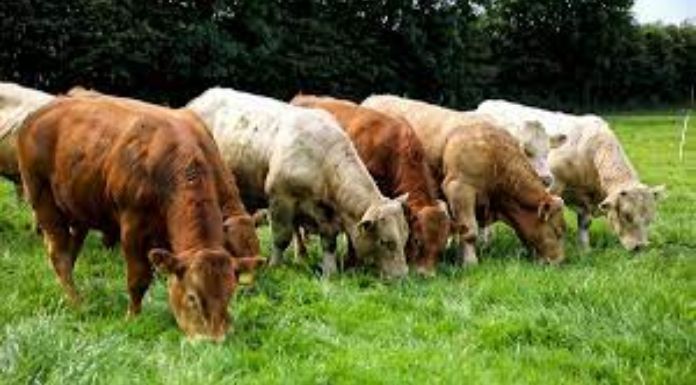 Beef cattle (Google)