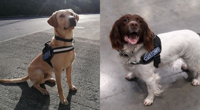 Drug detector dogs Bailey and Sam. Photo: Revenue.
