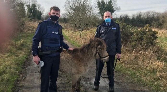 The pony found at Clover Bog in Two Mile Borris. Photo: An Garda Síochána Tipperary / Facebook.
