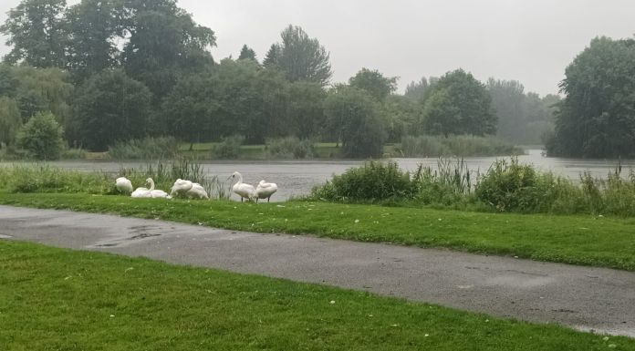 swans in templemore  - facebook