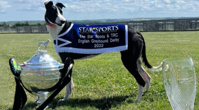 Romeo Magico, winner of the 2022 Star Sport & TRCE English Greyhound Derby & first place prize-fund of £175,000 for Tipperary trainer Graham Holland. Photo from GRIreland.ie via Canva.com.