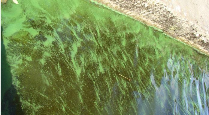 Picture of Algal Bloom in Lough Derg - Picture courtesy of Tipperary County Council