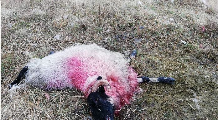 Major sheep kill in South Tipperary. Photo provided by sheep farmers affected.