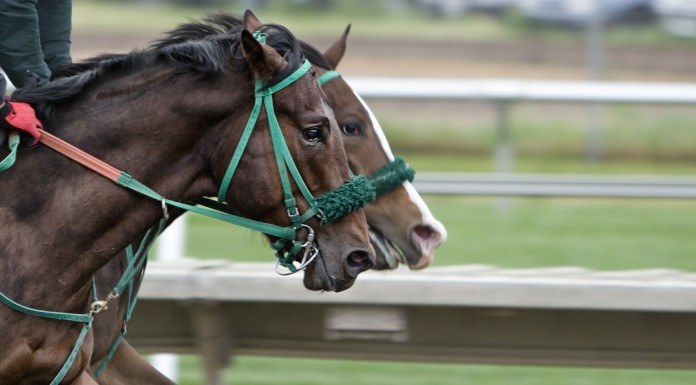 Horse racing stock photo | Pixabay